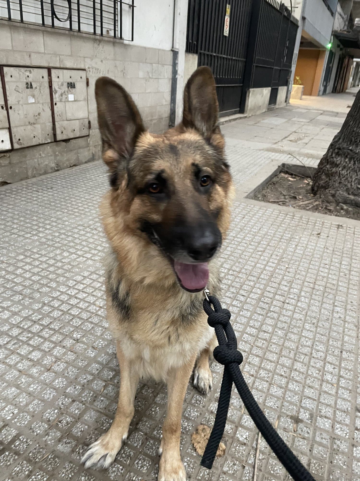 Lobo, pastor alemán, sentado y atento en plena vereda de Buenos Aires
