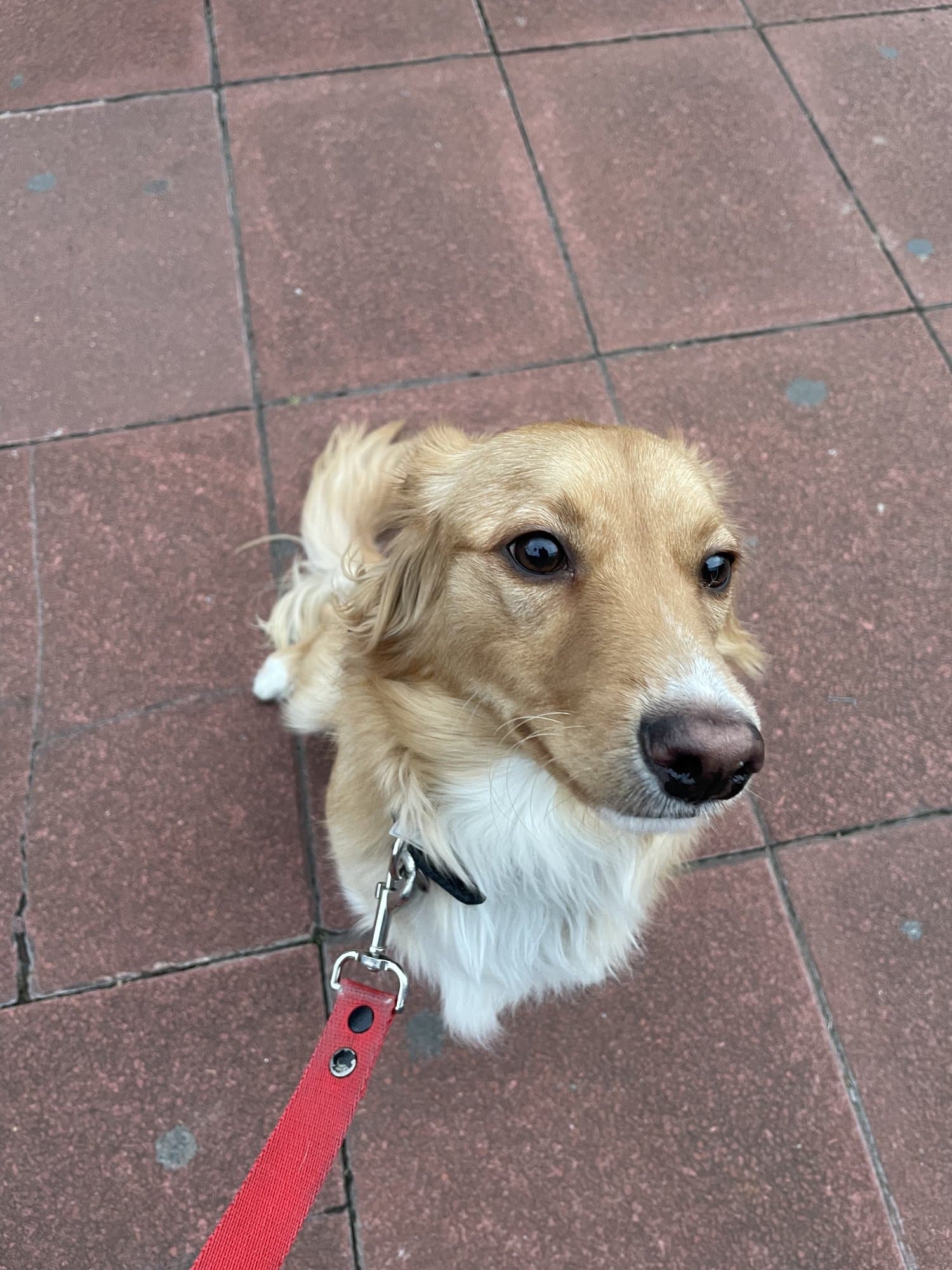 Sori, perrito de pelo dorado y largo, sentado en la vereda con su correa roja