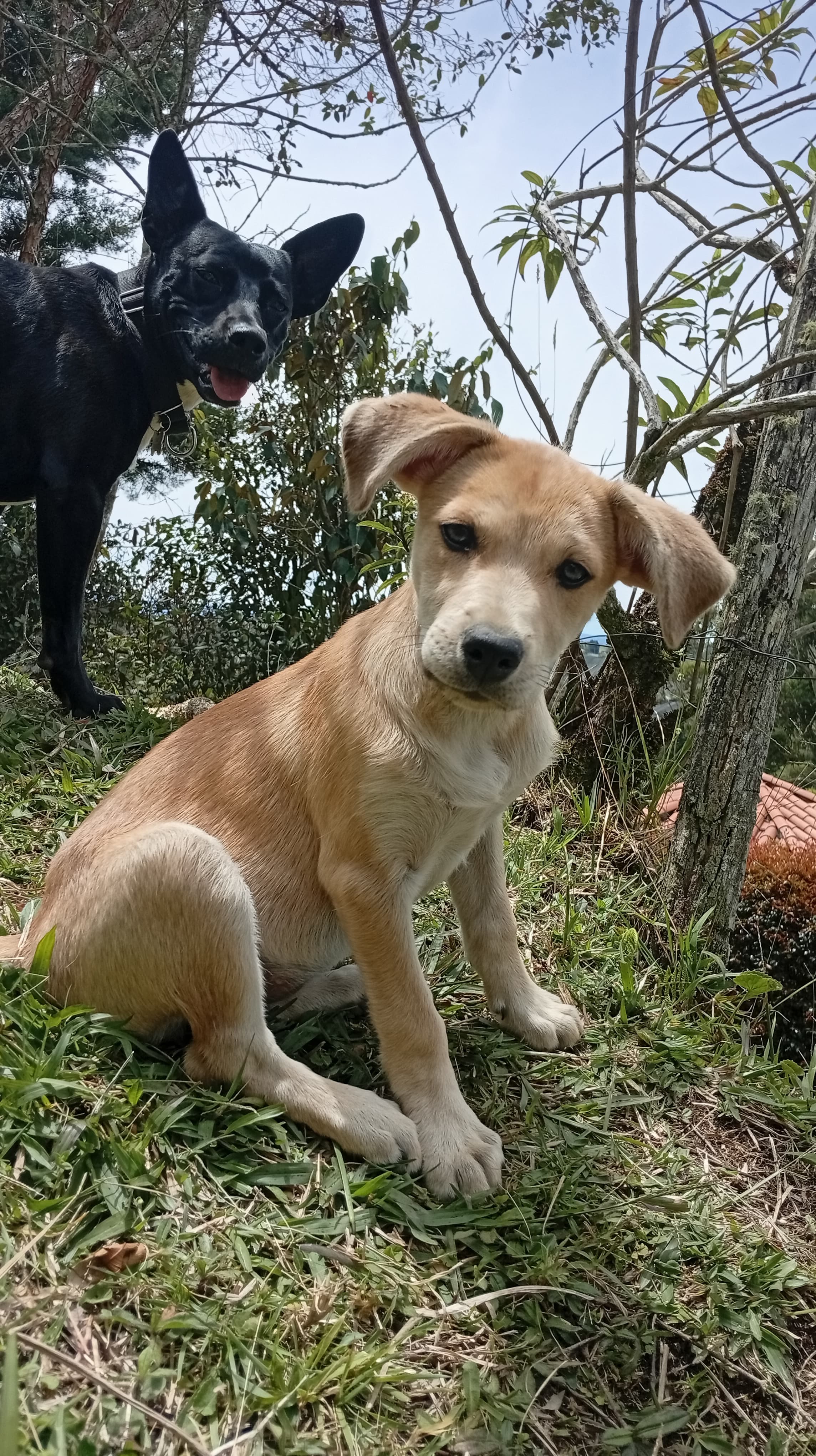 Luna (negra adulta) y Mocca (cachorra dorada) juntas al aire libre — dos generaciones
