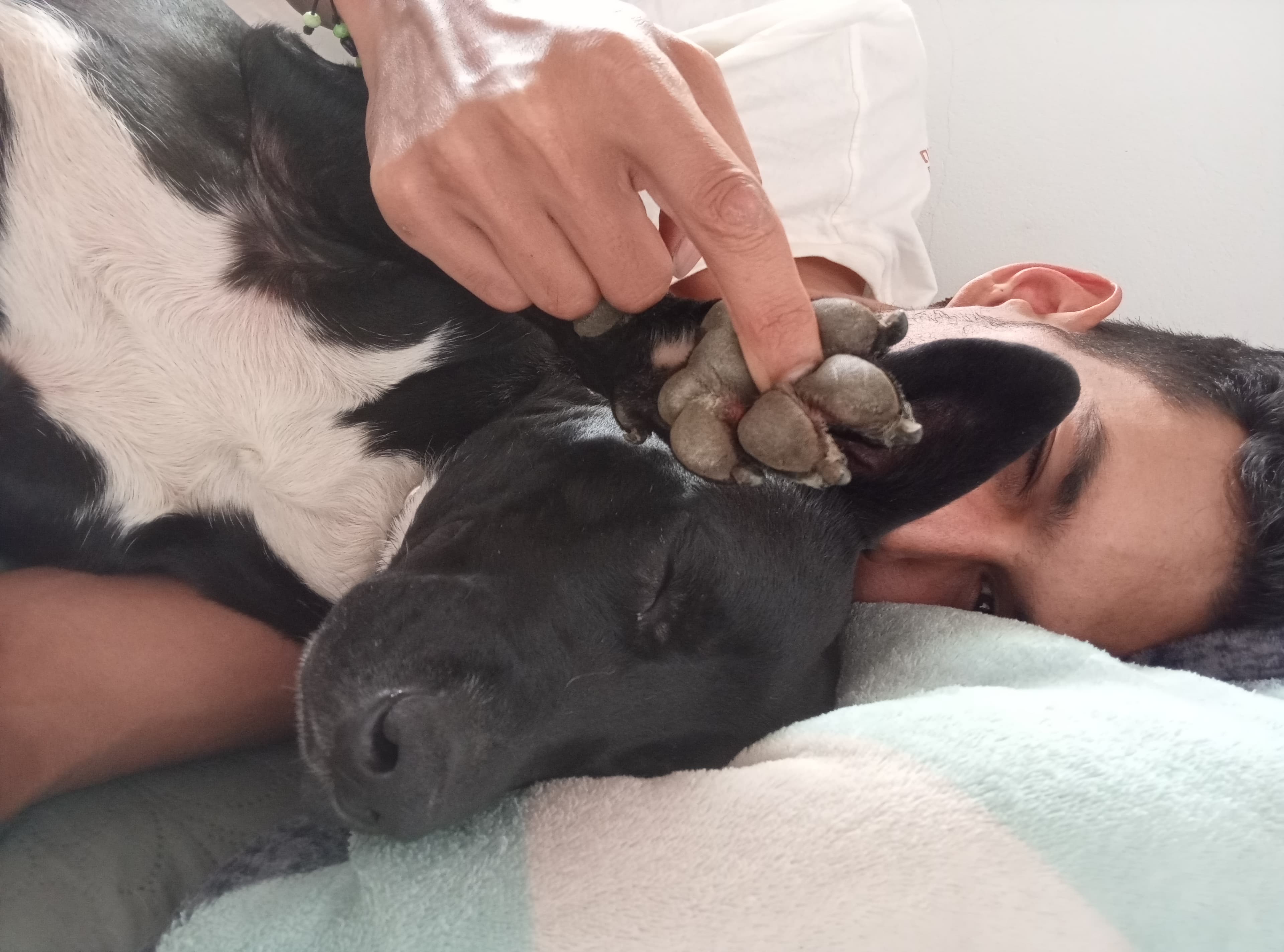 Ulises acostado junto a Luna, ella apoya su pata suavemente en su cara — el vínculo que lo cambió todo