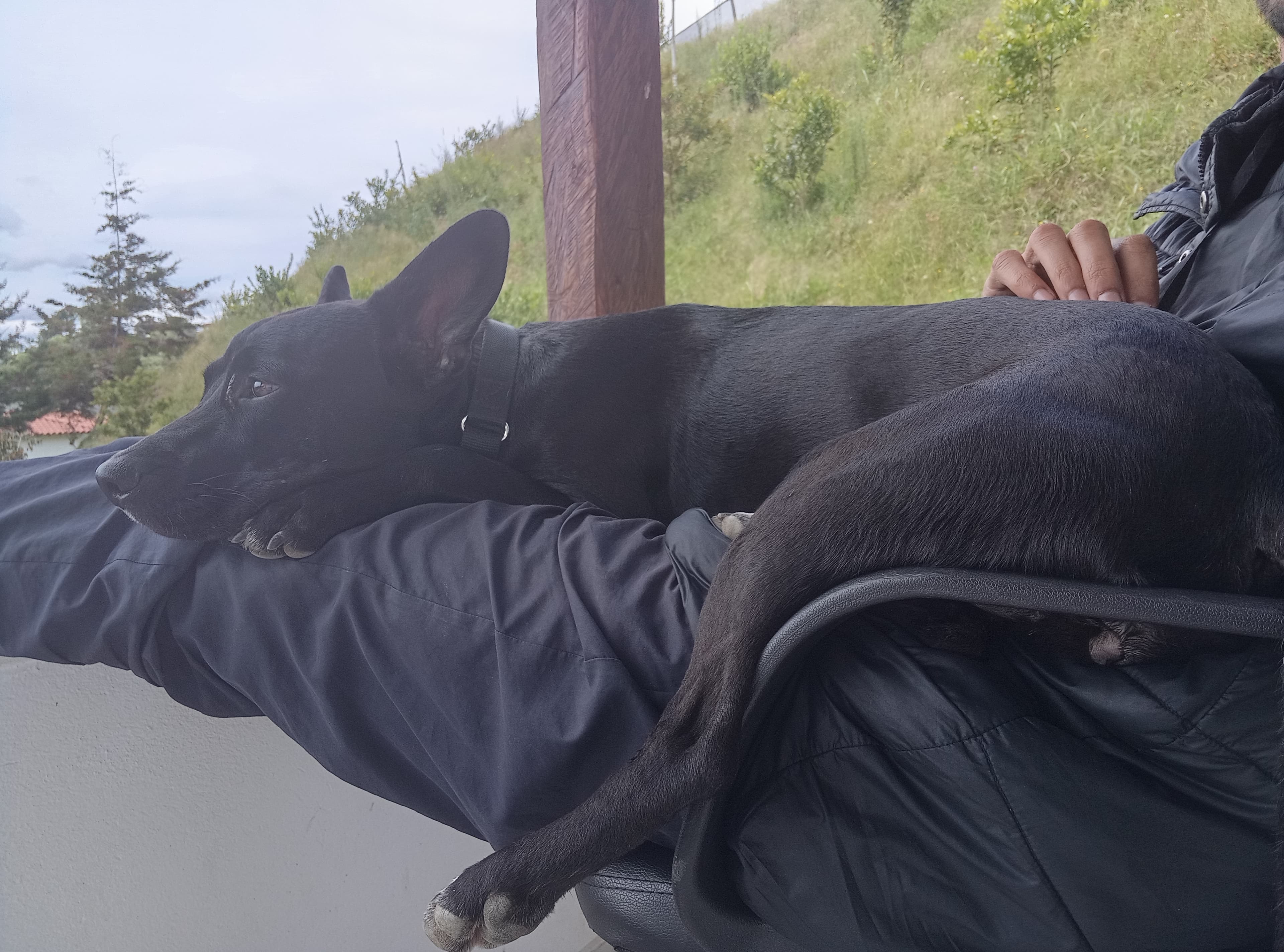 Luna relajada al aire libre, echada sobre las piernas de Ulises — calma ganada