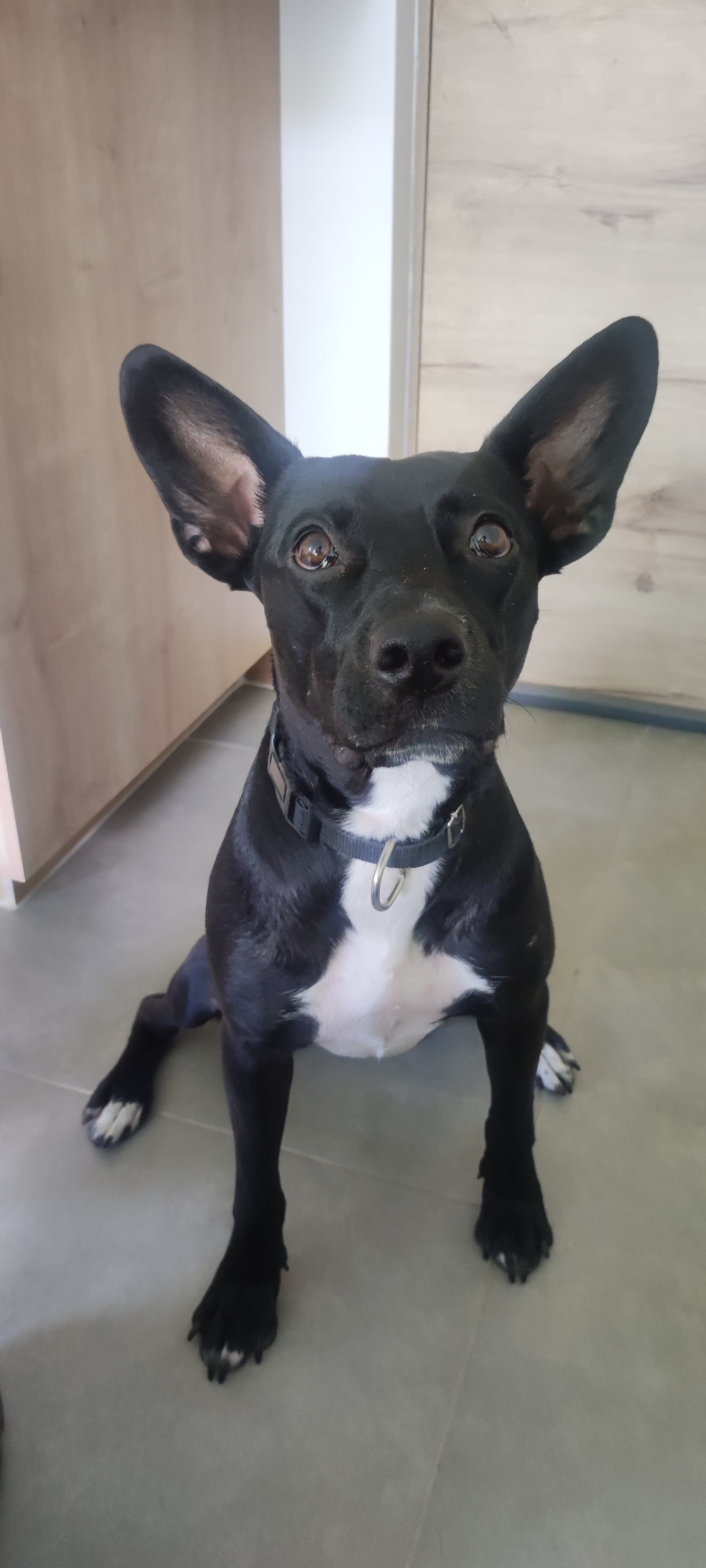 Luna sentada mirando a cámara — sus orejas grandes y su mirada profunda